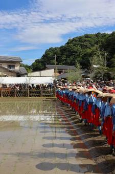 6月中旬の主基斎田お田植まつりの田植え 6月中旬の主基斎田お田植まつりの田植え 田植え,稲,田の写真素材