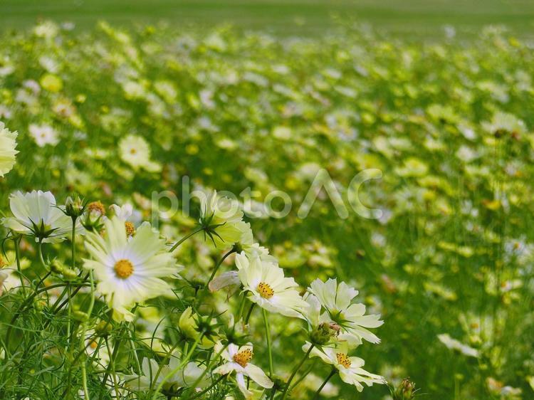 満開のキバナコスモス　昭和記念公園　 花,コスモス,キバナコスモスの写真素材