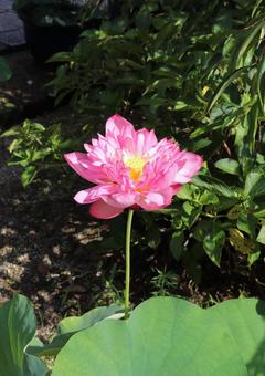 法金剛院　蓮の花 蓮の花,蓮,ハスの写真素材