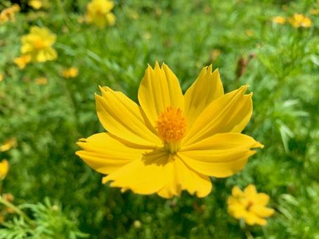 キバナコスモス キバナコスモス キバナコスモス,黄花秋桜,晴天の写真素材