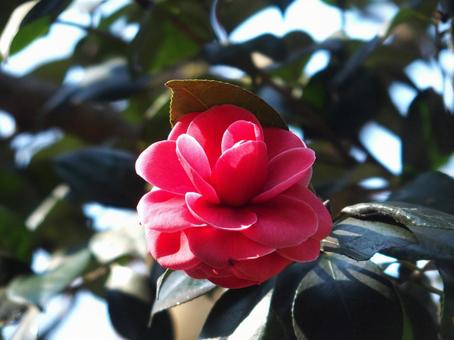 椿 椿 花,植物,風景の写真素材