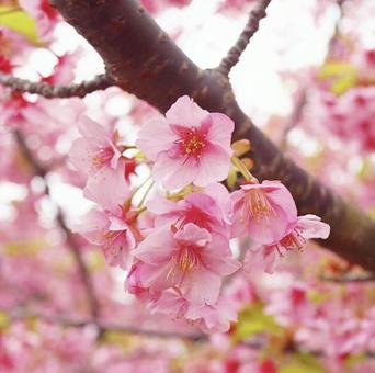 河津桜 河津桜の写真