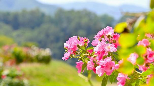バラ園に咲く美しい秋バラ バラ園に咲く美しい秋バラ 薔薇の花,バラ,花の写真素材