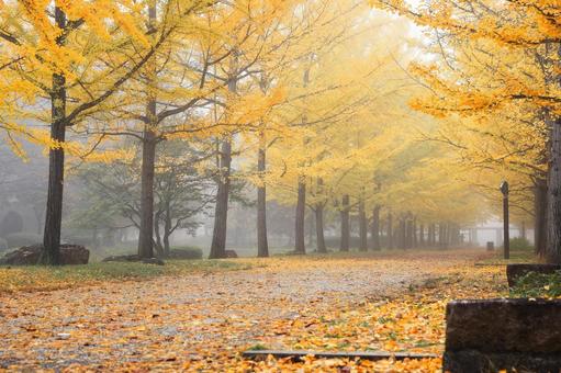 天童運動公園の秋 黄色,植物,秋の写真素材