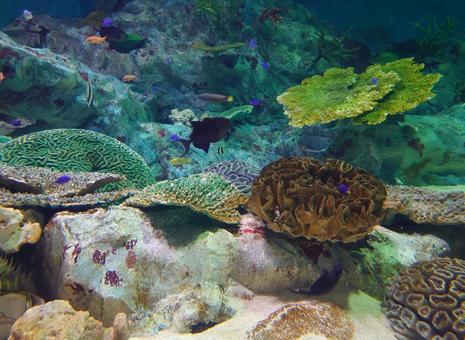 水族館の魚 水族館の魚の写真