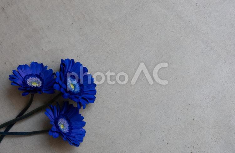 コンクリート打ち放しと青いガーベラ 花,春,フラワーフレームの写真素材