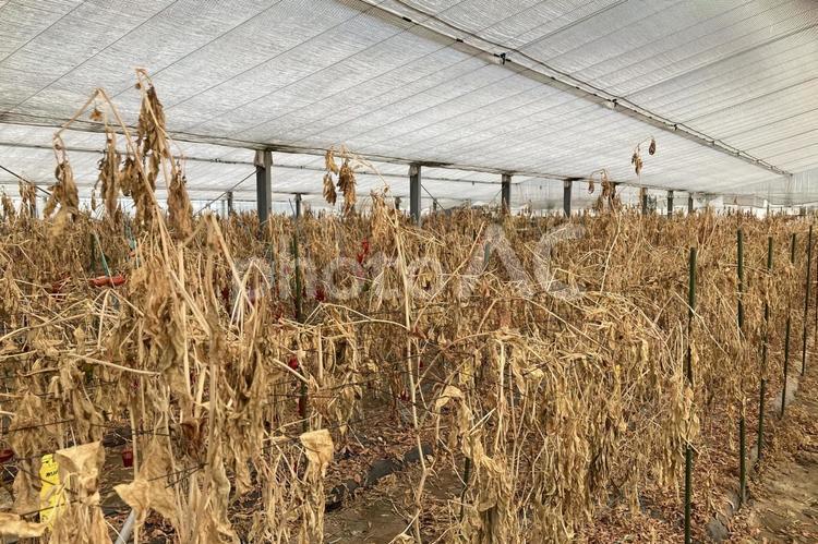 枯れた野菜 地球温暖化,異常気象,高温の写真素材