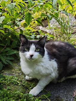緑の茂みに佇む白黒模様の猫 猫,自然,白黒の写真素材