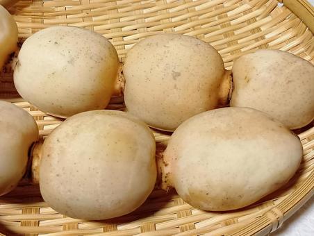 レンコン レンコン,れんこん,蓮根の写真素材