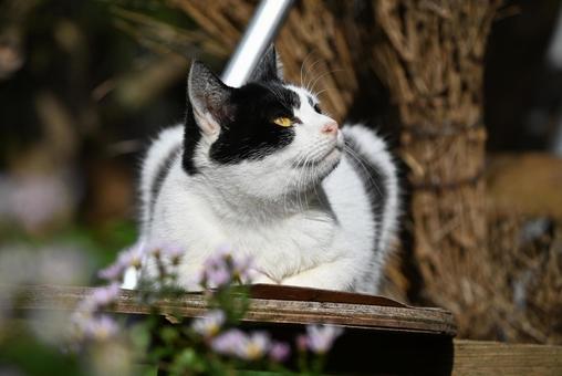 見つめる先には何がありますか……… 猫,動物,屋外の写真素材