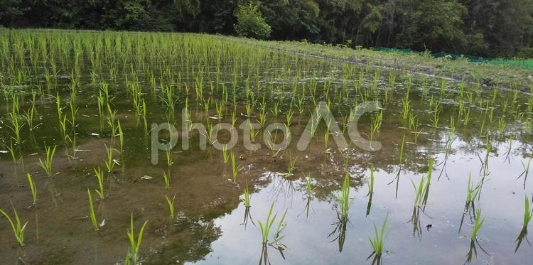 田植え田植え 田植え,稲,農業の写真素材