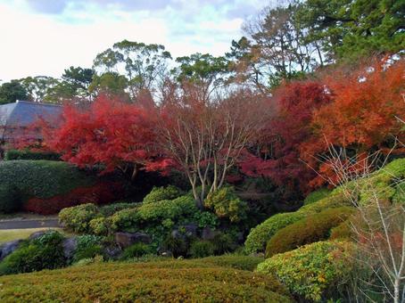 駿府城公園の植物 巽櫓,駿府城,駿府城址の写真素材