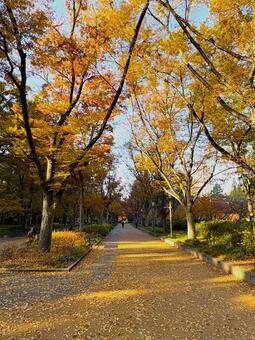 秋の公園３ 秋,公園,紅葉の写真素材