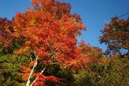 青空と赤い紅葉 青空と赤い紅葉の写真