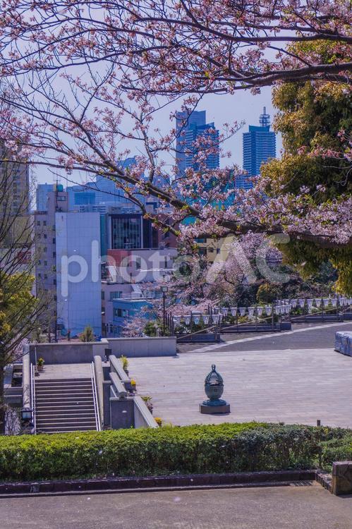 桜と都会の広場 桜,広場,花の写真素材