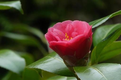 Red camellia flower 2, JPG