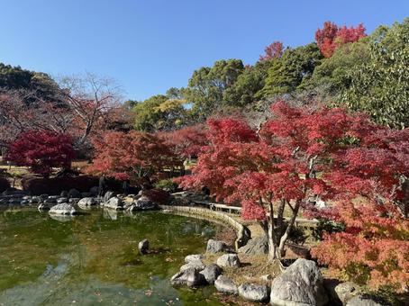 紅葉 紅葉,もみじ,秋の写真素材
