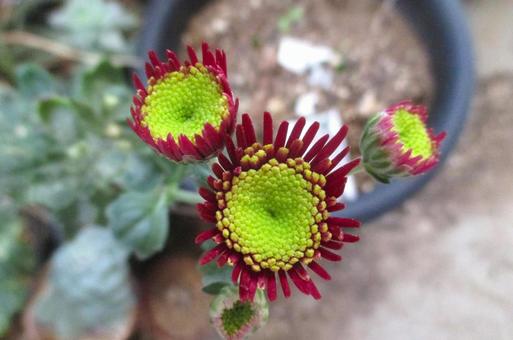 菊 菊,キク,植物の写真素材