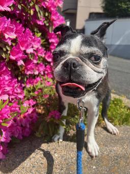 Flowers and dog, JPG Flowers and dog, JPG