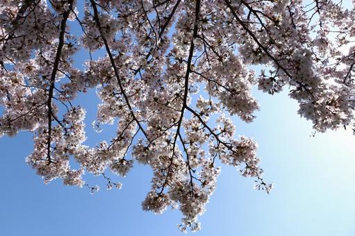 桜 桜の写真