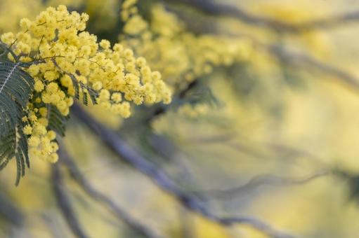 美しいミモザのクローズアップ ミモザ,花,春の写真素材