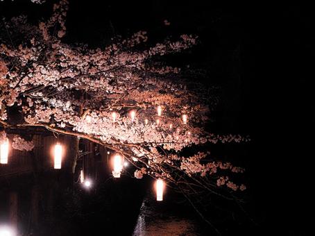 城崎温泉夜桜 城崎温泉夜桜の写真