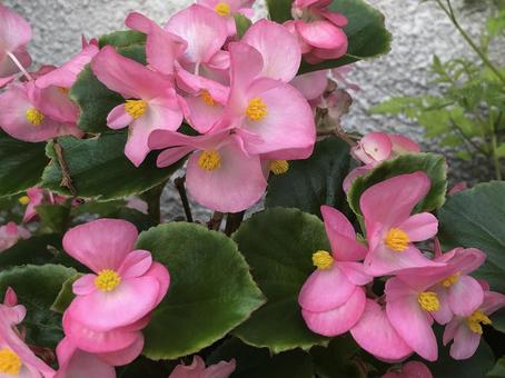 ふんわり咲くピンクベゴニアの花 植物,花,自然の写真素材