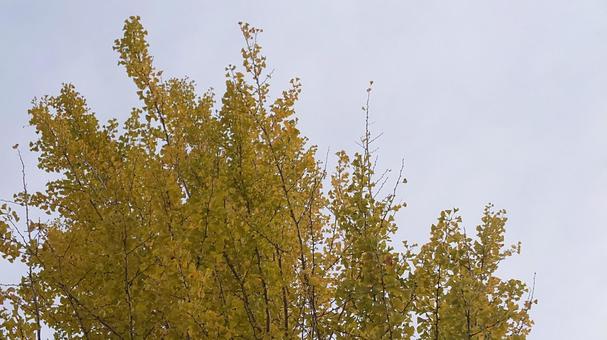 銀杏の紅葉 木,景色,風景の写真素材