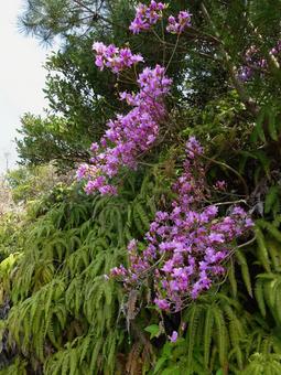 コバノミツバツツジの写真