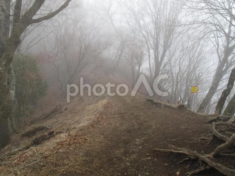 霧の中の登山道・丹沢 自然,風景,景色の写真素材