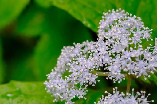 Photo, core dusk, small hydrangea, deciduous low wood, 