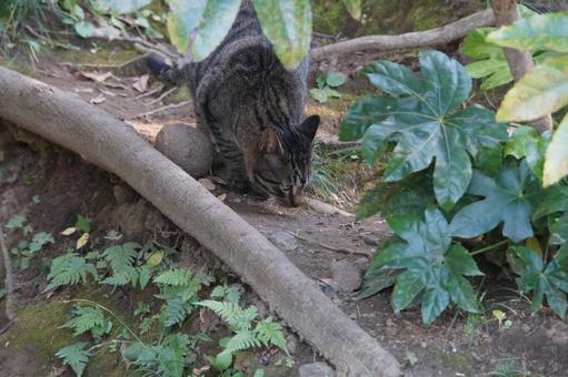 野良猫 野良猫の写真