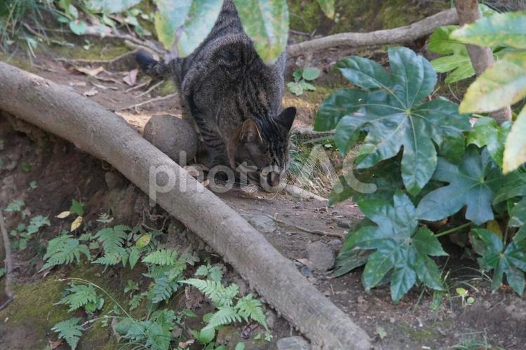 野良猫 野良猫,猫,ネコの写真素材