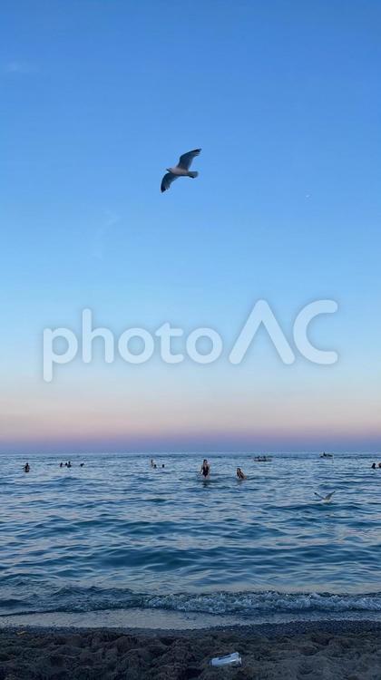 海 海,景色,鳥の写真素材