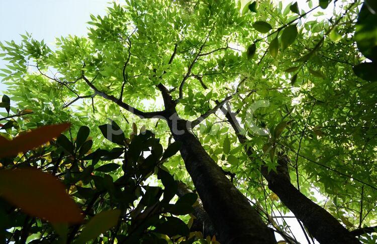 木漏れ日が爽やかな、モミジの緑葉 もみじ,カエデ,モミジの写真素材