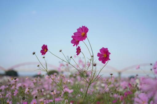 かわいいコスモスの写真