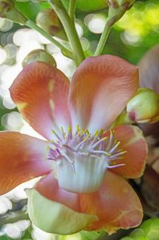 ホウガンノキ(砲丸の木)の写真