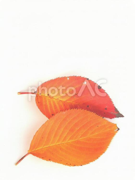 紅葉の落葉　色づいた葉っぱ　秋のイメージ 落葉,サクラ,紅葉の写真素材