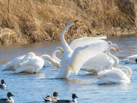 Photo, swan, bird, animal, 