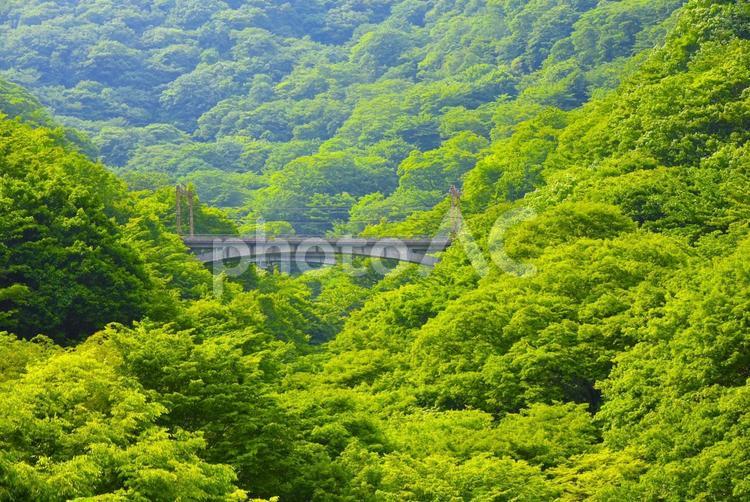 信越本線新線の陸橋 信越本線,陸橋,鉄道の写真素材