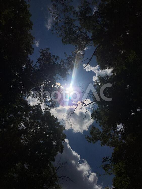 空。雲と太陽と木 木,光,太陽の写真素材