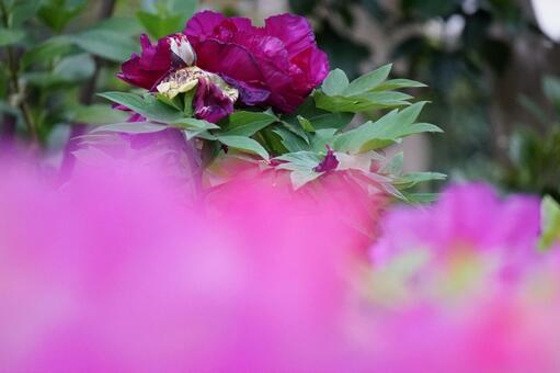 牡丹の花 牡丹,ぼたん,ボタンの写真素材
