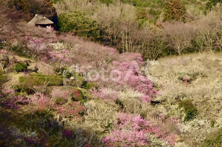 梅階段、紅白梅林の終焉 階段,紅白,梅の写真素材