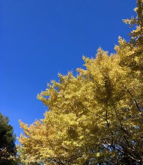 イチョウの木 イチョウ,木,秋の写真素材