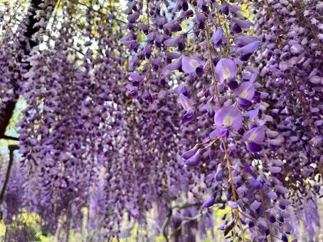 Wisteria flower, JPG