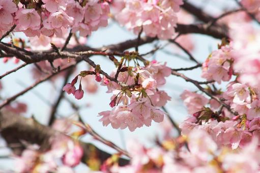 桜 桜,春,河津桜の写真素材