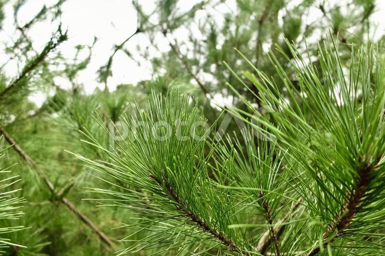 寄りの針葉樹 自然,針葉樹,緑の写真素材