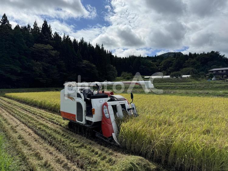 コンバインで稲刈り　コメの収穫風景 コンバイン,稲刈り,ひとめぼれの写真素材