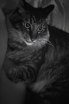 ねこ ねこ 白黒,モノクロ,冷たいの写真素材