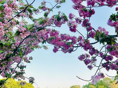 お花のアーチ 花,春,ピンクの写真素材